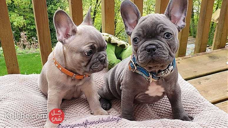 well trained males and females French Bulldog puppies for sale in UAE - Image 1