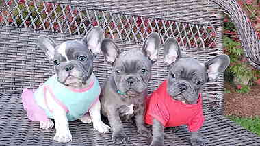 home trained males and females French Bulldog puppies for sale in UAE