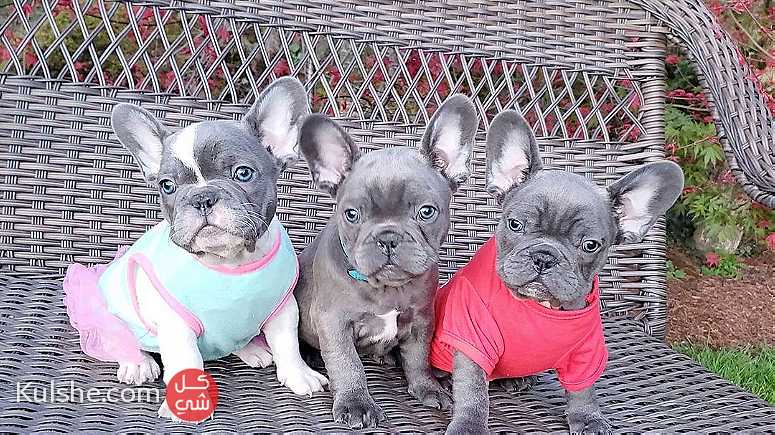 home trained males and females French Bulldog puppies for sale in UAE - صورة 1