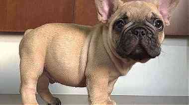 classic males and females French Bulldog puppies for sale in UAE