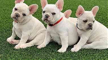 trained males and females French Bulldog puppies for sale in UAE