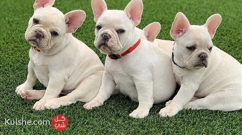 trained males and females French Bulldog puppies for sale in UAE - صورة 1