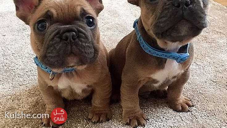 sweet males and females French Bulldog puppies for sale in UAE - صورة 1