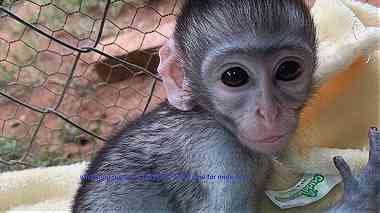 males and females capuchin monkeys for sale in UAE