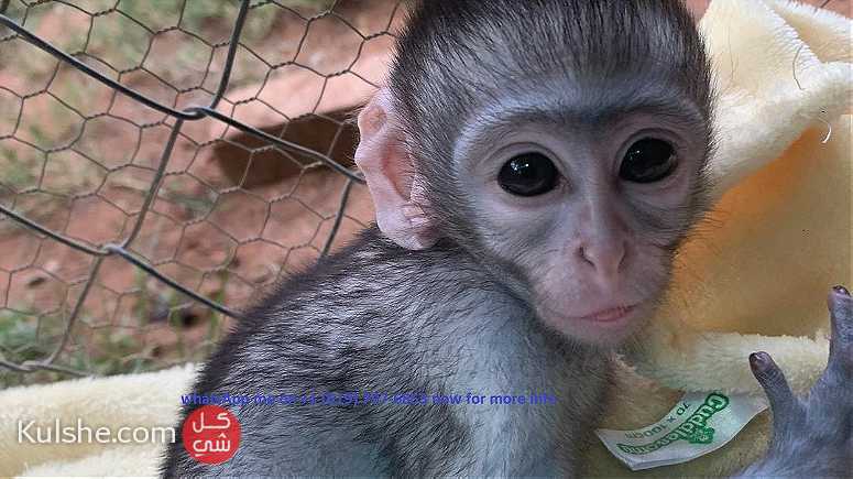 males and females capuchin monkeys for sale in UAE - Image 1