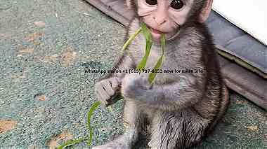 healthy capuchin monkeys for sale in UAE