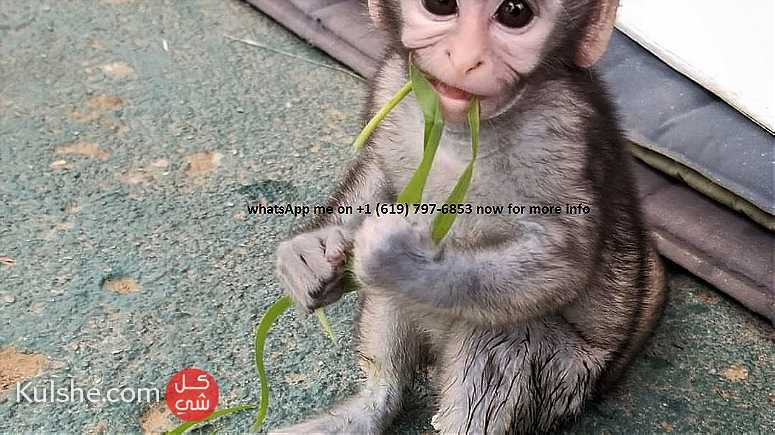 healthy capuchin monkeys for sale in UAE - صورة 1