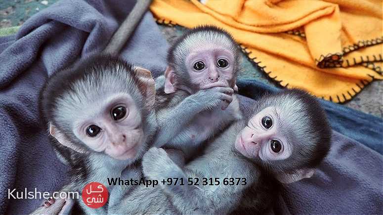 home trained capuchin monkeys for sale in UAE - صورة 1