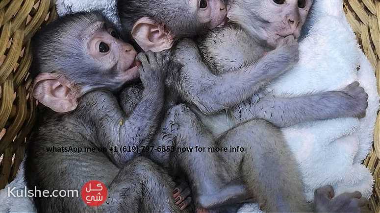playful trained capuchin monkeys for sale in UAE - Image 1