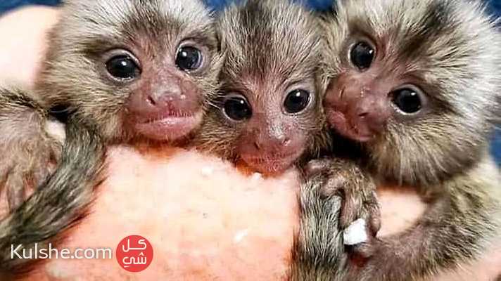 males and female Pygmy marmoset monkeys for sale in UAE - Image 1