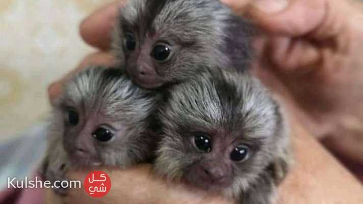 healthy Finger marmoset monkeys for sale in UAE - صورة 1