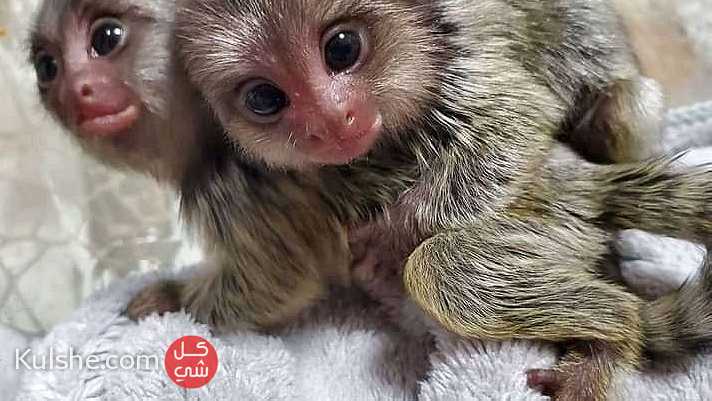 Finger marmoset monkeys for sale in UAE - صورة 1