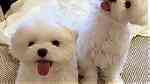 Adorable Maltese puppies available - Image 1