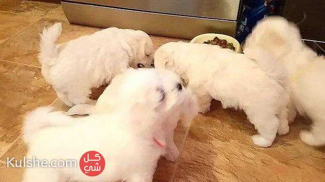 Adorable Maltese puppies ready for their new home - Image 1