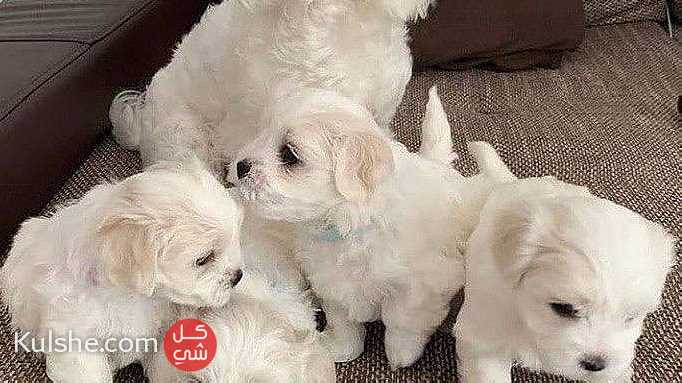 Awesome Maltese puppies ready for their new homes - Image 1