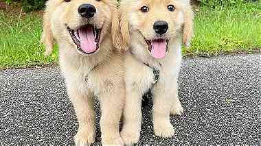 Adorable golden retriever  puppies available WhatsApp 0551668132