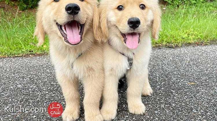 Adorable golden retriever  puppies available WhatsApp 0551668132 - Image 1