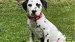 Black ears Dalmatian Puppies  for sale - صورة 1
