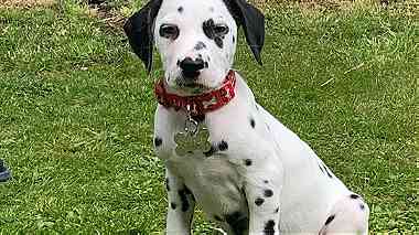 Black ears Dalmatian Puppies  for sale