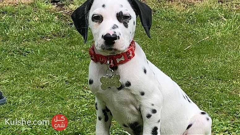 Black ears Dalmatian Puppies  for sale - Image 1
