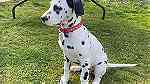 Black ears Dalmatian Puppies  for sale - صورة 2