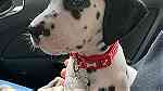 Black ears Dalmatian Puppies  for sale - صورة 3