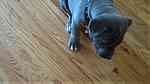 Bull nose Pitbull puppies for sale - Image 2