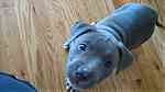 Bull nose Pitbull puppies for sale - Image 3