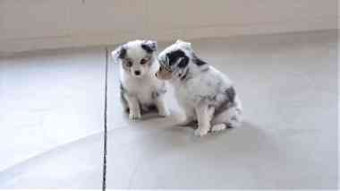male and female Australian shepherd Puppies for sale
