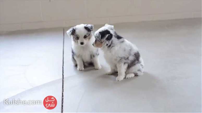 male and female Australian shepherd Puppies for sale - Image 1