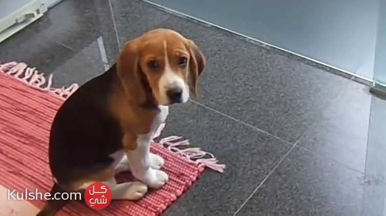 Quality Beagle Puppies for sale - صورة 1