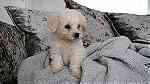 Bichon frise Puppies  for sale - صورة 3