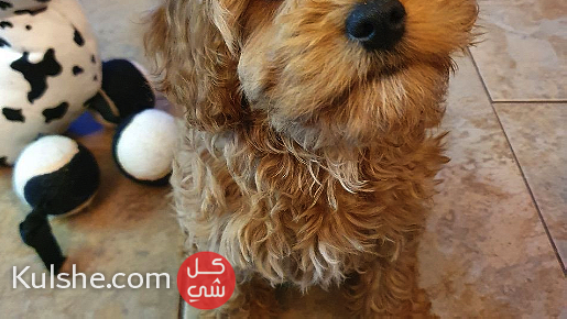 Cavapoo puppies for sale in Dubai - صورة 1