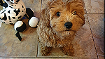 Cavapoo puppies for sale in Dubai - صورة 2