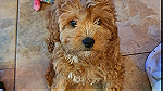 Cavapoo puppies for sale in Dubai - صورة 3