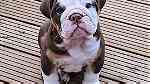 Clean English Bulldog Puppies  for sale - Image 1