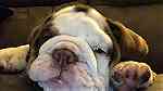 Clean English Bulldog Puppies  for sale - صورة 2