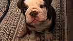 Clean English Bulldog Puppies  for sale - صورة 3