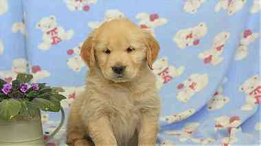 Family Type Golden Retriever Puppies for Sale