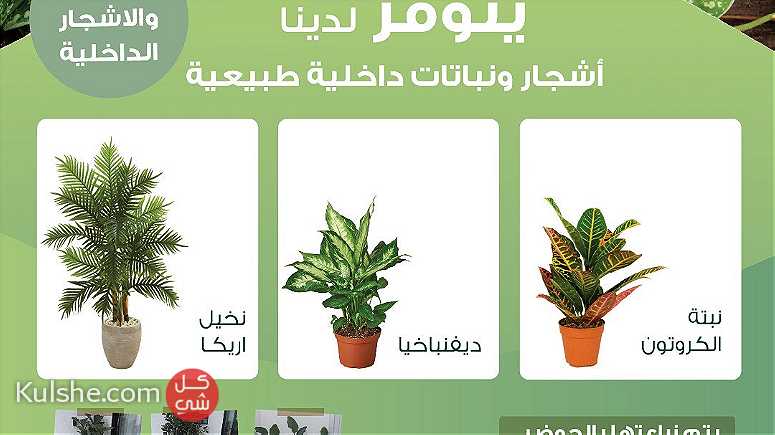 نباتات طبيعية داخلية وخارجية - Image 1
