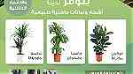 نباتات طبيعية داخلية وخارجية - Image 3
