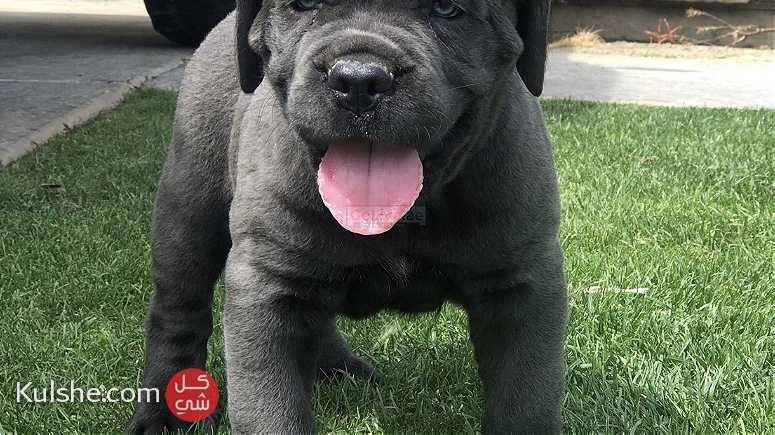 Cane Corso Puppies For Sale - Image 1