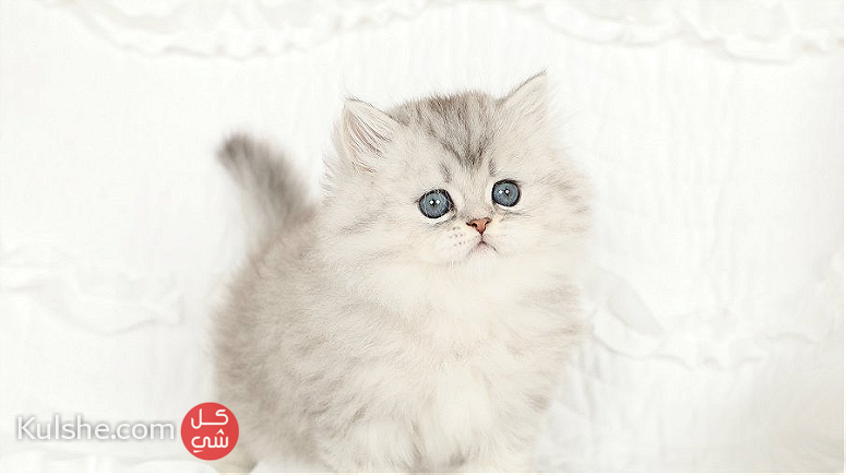 Top class Persian Kittens for sale - صورة 1