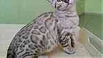 Adorable Bengal Kittens  for sale - Image 1