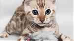 Quality Bengal Kittens for sale - Image 2