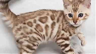 Quality Bengal Kittens for sale