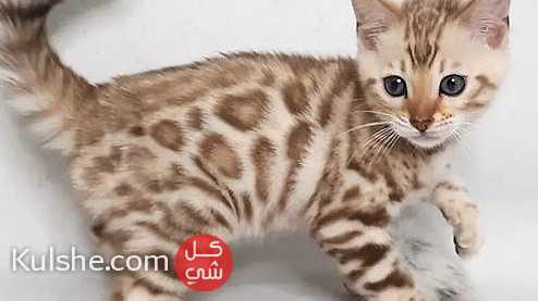 Quality Bengal Kittens for sale - Image 1