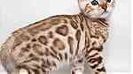 Quality Bengal Kittens for sale - Image 3