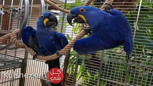 Hyacinth Macaw Parrots For Sale - صورة 1