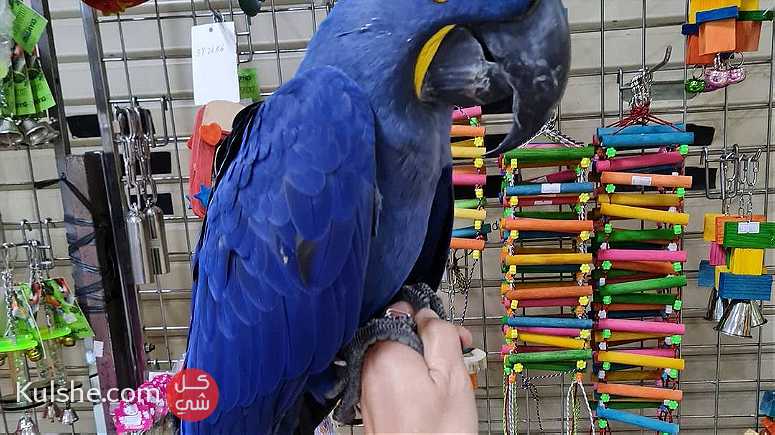 males and females Hyacinth Macaw Parrots For Sale - صورة 1